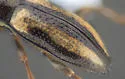 Dubiraphia minima - photo 4