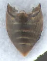 Dubiraphia minima - photo 5