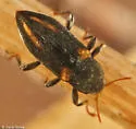 Dubiraphia quadrinotata