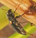 Dubiraphia quadrinotata - photo 2