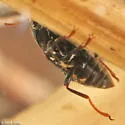 Dubiraphia quadrinotata - photo 3