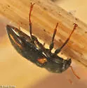 Dubiraphia quadrinotata - photo 4
