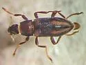 Dubiraphia quadrinotata - photo 5