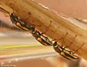 Dubiraphia vittata