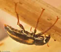 Dubiraphia vittata - photo 2
