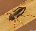 Dubiraphia vittata - photo 3