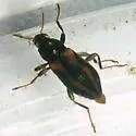 Dubiraphia vittata - photo 4
