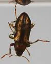 Dubiraphia vittata - photo 5