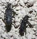 Duboisius arizonensis