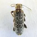 Duboisius arizonensis - photo 2