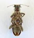 Duboisius arizonensis - photo 3