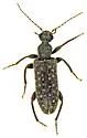 Duboisius arizonensis - photo 4