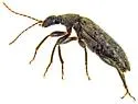 Duboisius arizonensis - photo 5