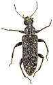 Duboisius barri