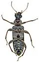 Duboisius barri - photo 3