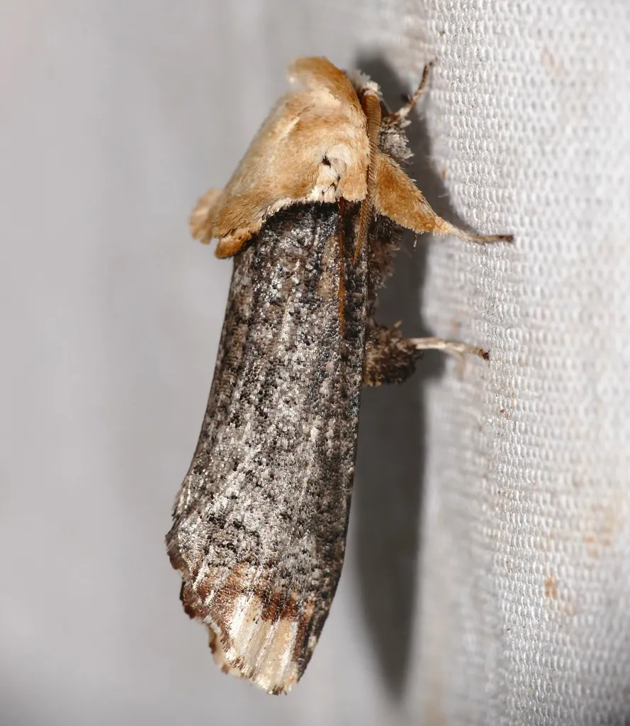 Dudgeoneidae - photo 2