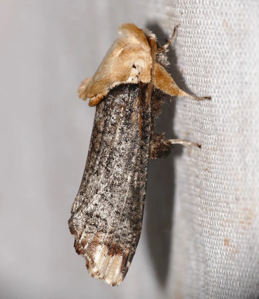 Dudgeoneidae - photo 3