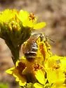 Dufourea australis - photo 2