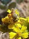 Dufourea australis - photo 3
