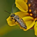 Dufourea australis - photo 4