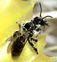 Dufourea echinocacti