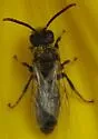 Dufourea marginata - Dufourea marginata