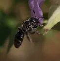 Dufourea monardae