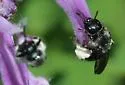 Dufourea monardae - photo 3