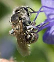 Dufourea mulleri - photo 2