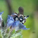 Dufourea mulleri - photo 5