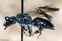 Dufourea novaeangliae