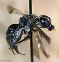 Dufourea novaeangliae - photo 3
