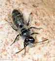 Dufourea pulchricornis - photo 4