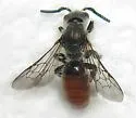 Dufourea versatilis - photo 2