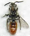 Dufourea versatilis - photo 3