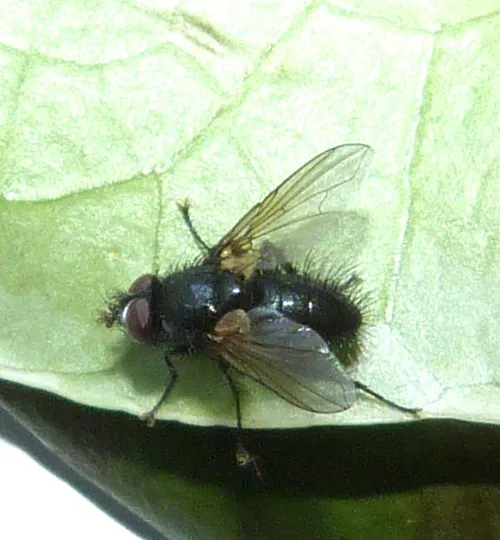 Dufouria chalybeata