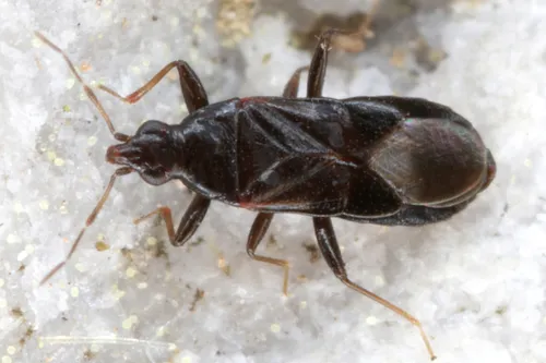 Dufouriellus ater - photo 3