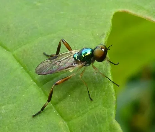 Dull Four-spined Legionnaire