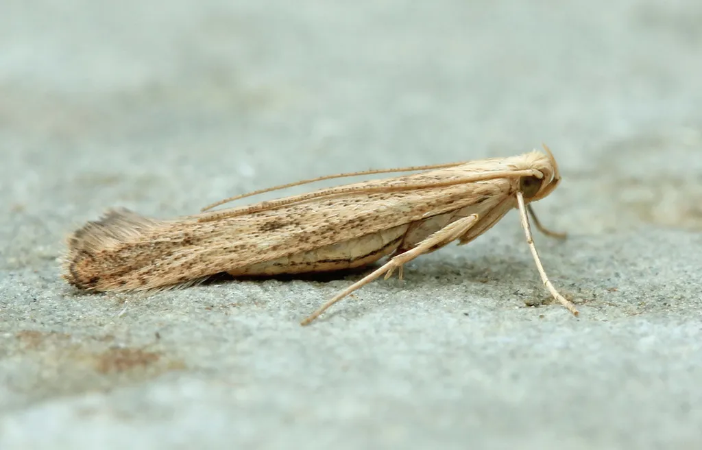 Duospina trichella - Hodges#1420
