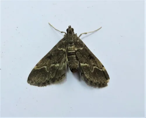 Duponchelia fovealis