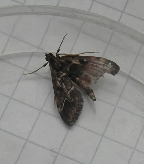 Duponchelia fovealis - photo 2