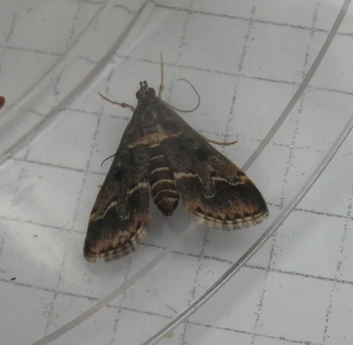 Duponchelia fovealis - photo 3