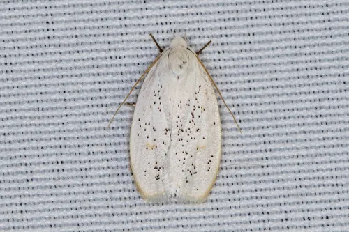 Durrantia piperatella - Hodges#1010 - photo 2