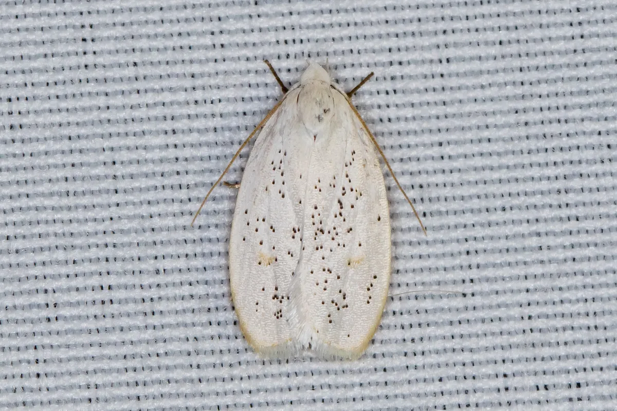 Durrantia piperatella - Hodges#1010 - photo 3