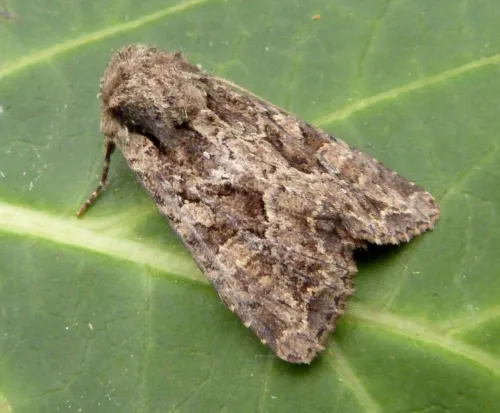 Dusky Brocade - photo 2