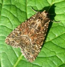 Dusky Brocade - photo 3
