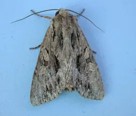 Dusky Brocade - photo 4