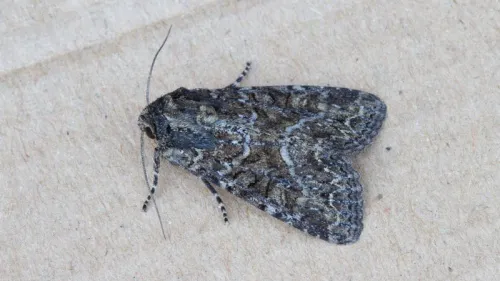 Dusky Brocade - photo 5
