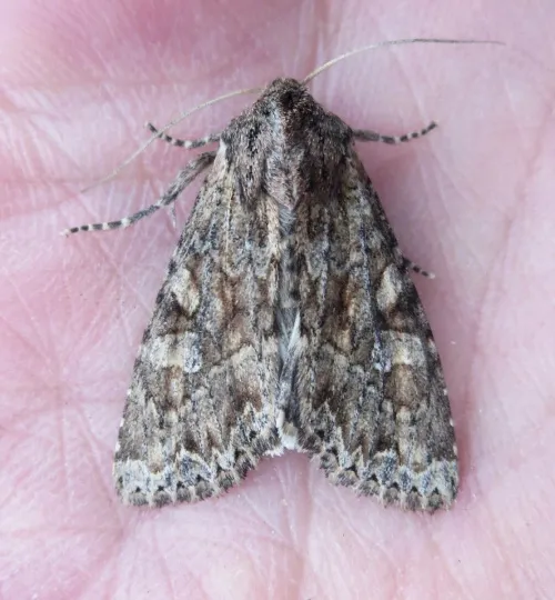 Dusky Brocade - photo 6