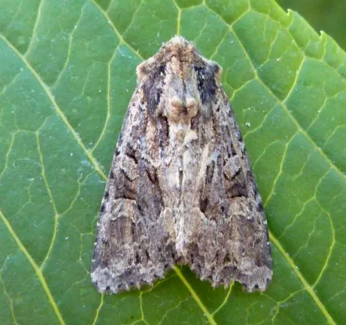 Dusky Brocade - photo 7